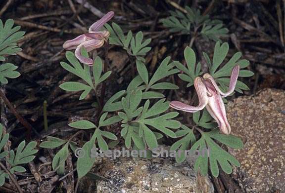 dicentra uniflora graphic